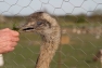 Grey Rhea