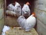 Lavender Cuckoo Pekin