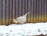 Lavender Turkey