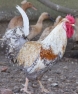 Legbar Cock