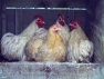 Lemon Cuckoo Pekin