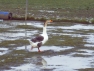 Magpie Chinese