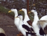 Magpie Ducks