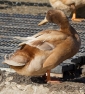 Male Buff Orpington