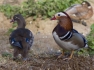 Mandarin