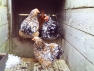 Millefleur Pekin