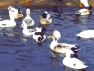 Mixed Call Ducks