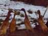 Orpington Runners