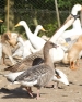 Pink Footed Goose