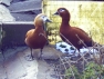 Red Ruddy Shellduck
