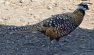 Reeves Pheasant