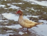 Buff Rippled Muscovy