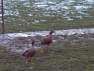 Ruddyheaded Geese