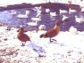 South African Shellduck