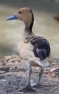 Blonde Fulvous