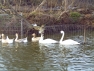 Trumpeter Swans