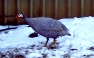 Violet Guineafowl