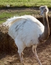 White Rhea