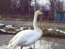 Whooper Swan