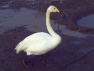 Whooper Swan