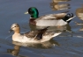 Yellow Belly Call Duck