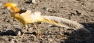 Yellow Gold Pheasant