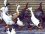 Ashyheaded Geese 