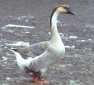 Lavender Chinese Female