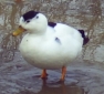 Magpie Call Male