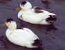 Magpie Call Males