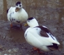 Magpie Call Pair