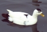 Magpie Call