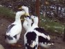 Magpie Ducks