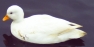 White Call Female